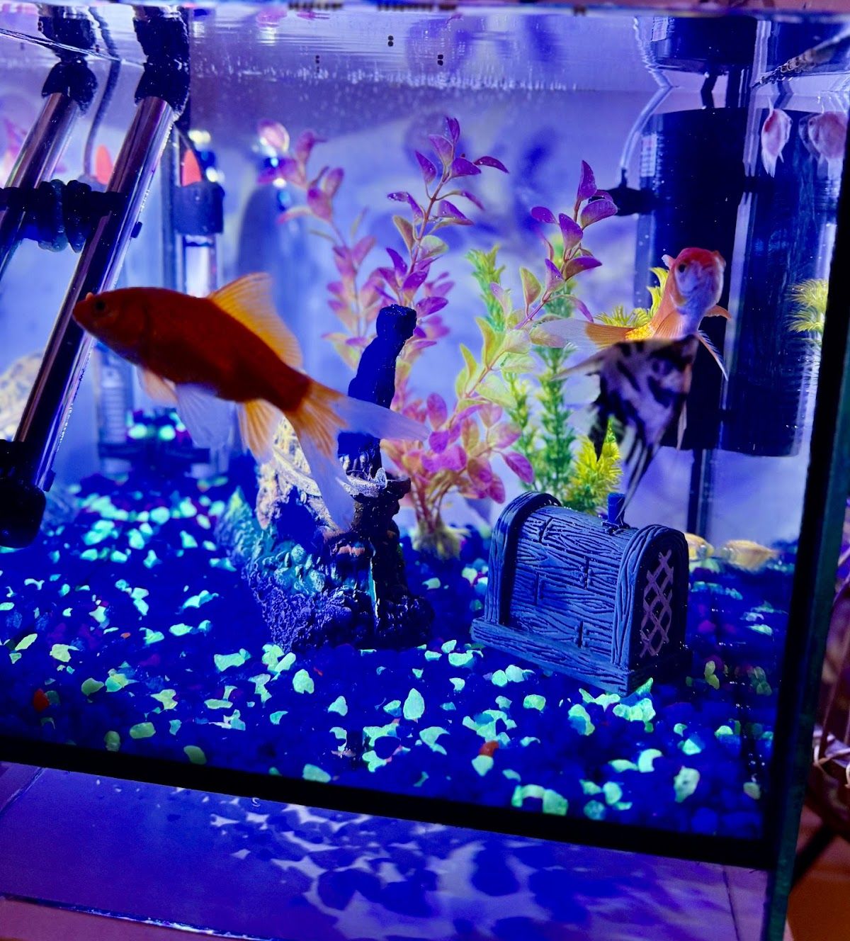 Pet wonder ornamental L.L.C 3