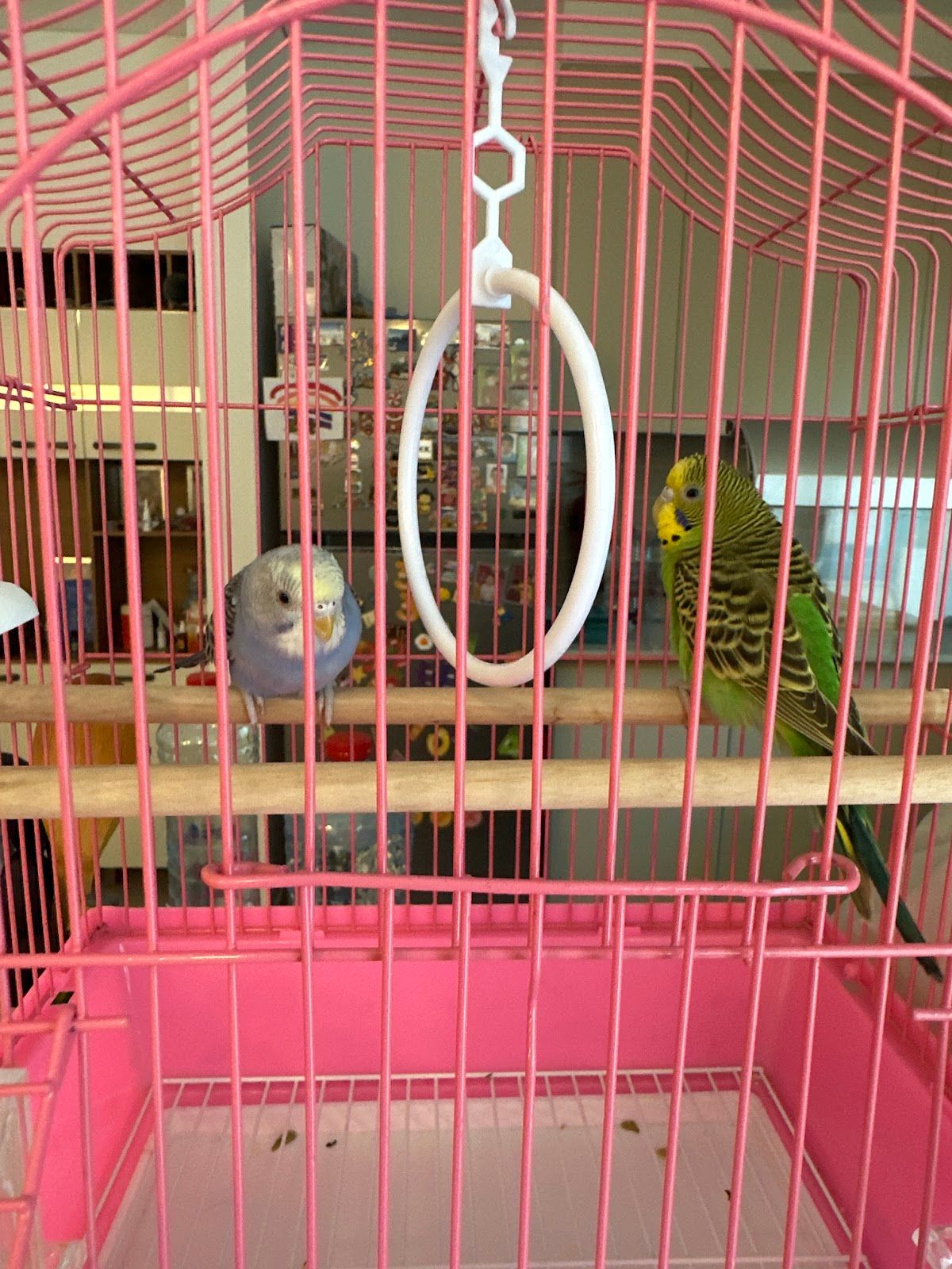 Pet wonder ornamental L.L.C 4