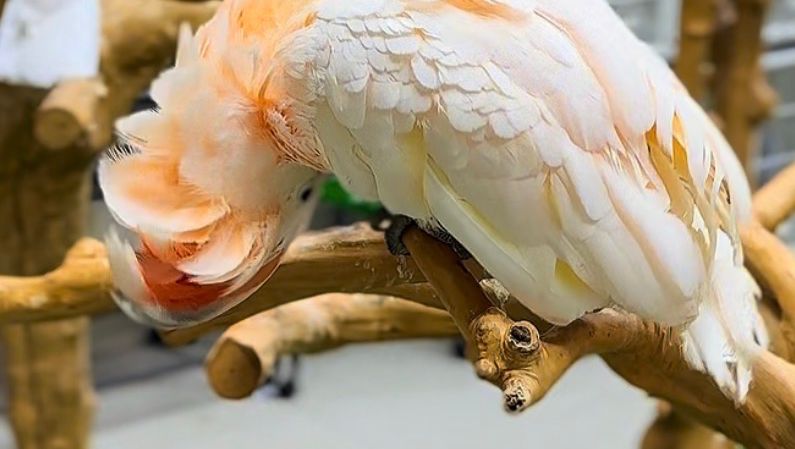 Dubai Birds 2