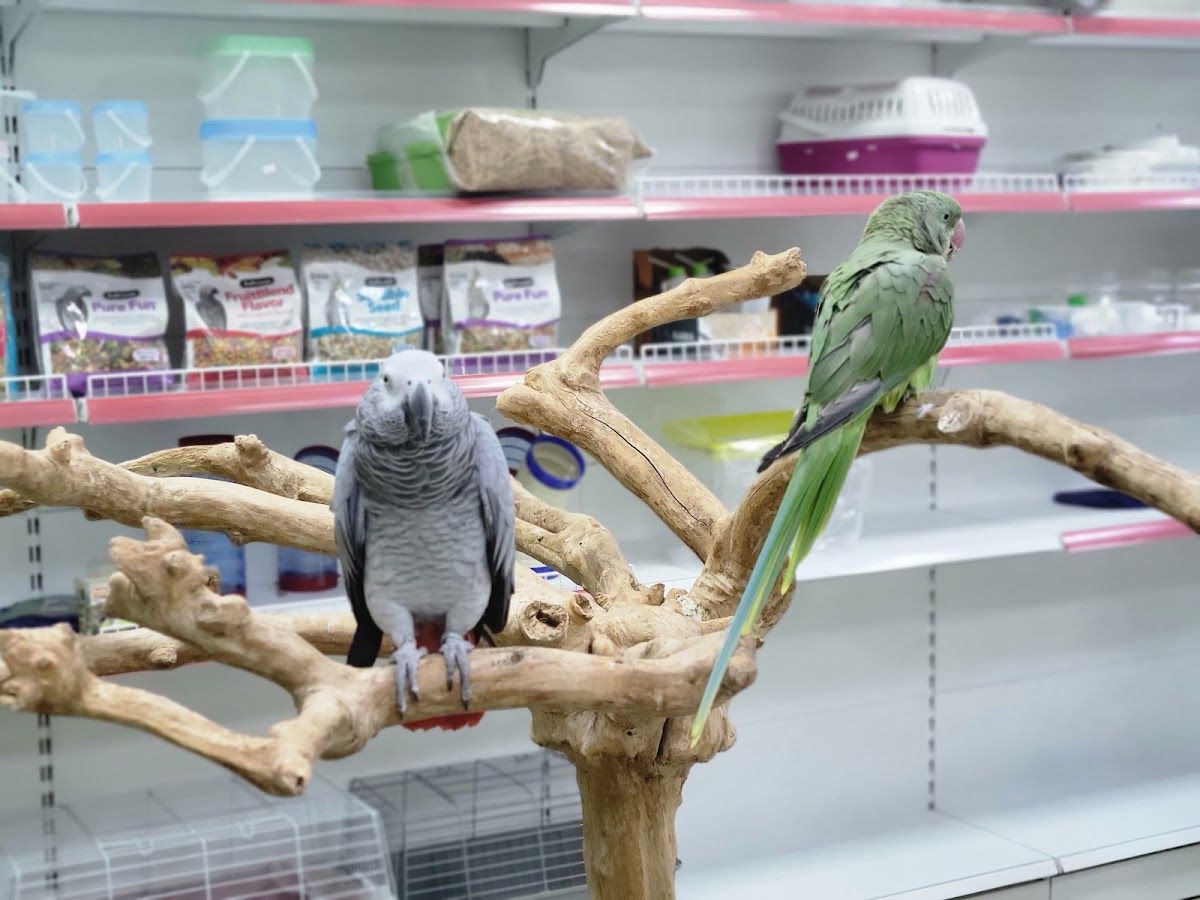 Dubai Birds 4
