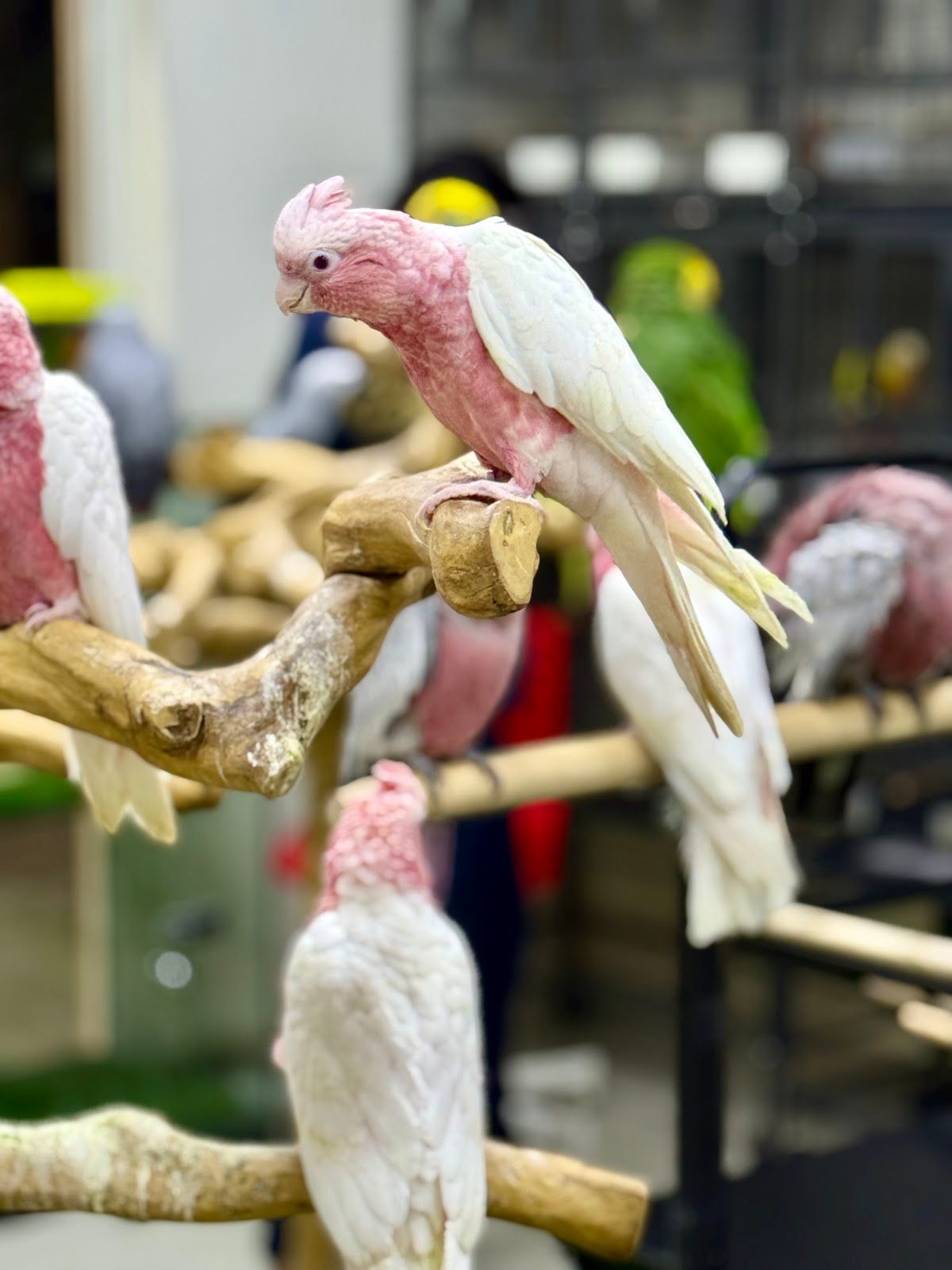 Dubai Birds 5