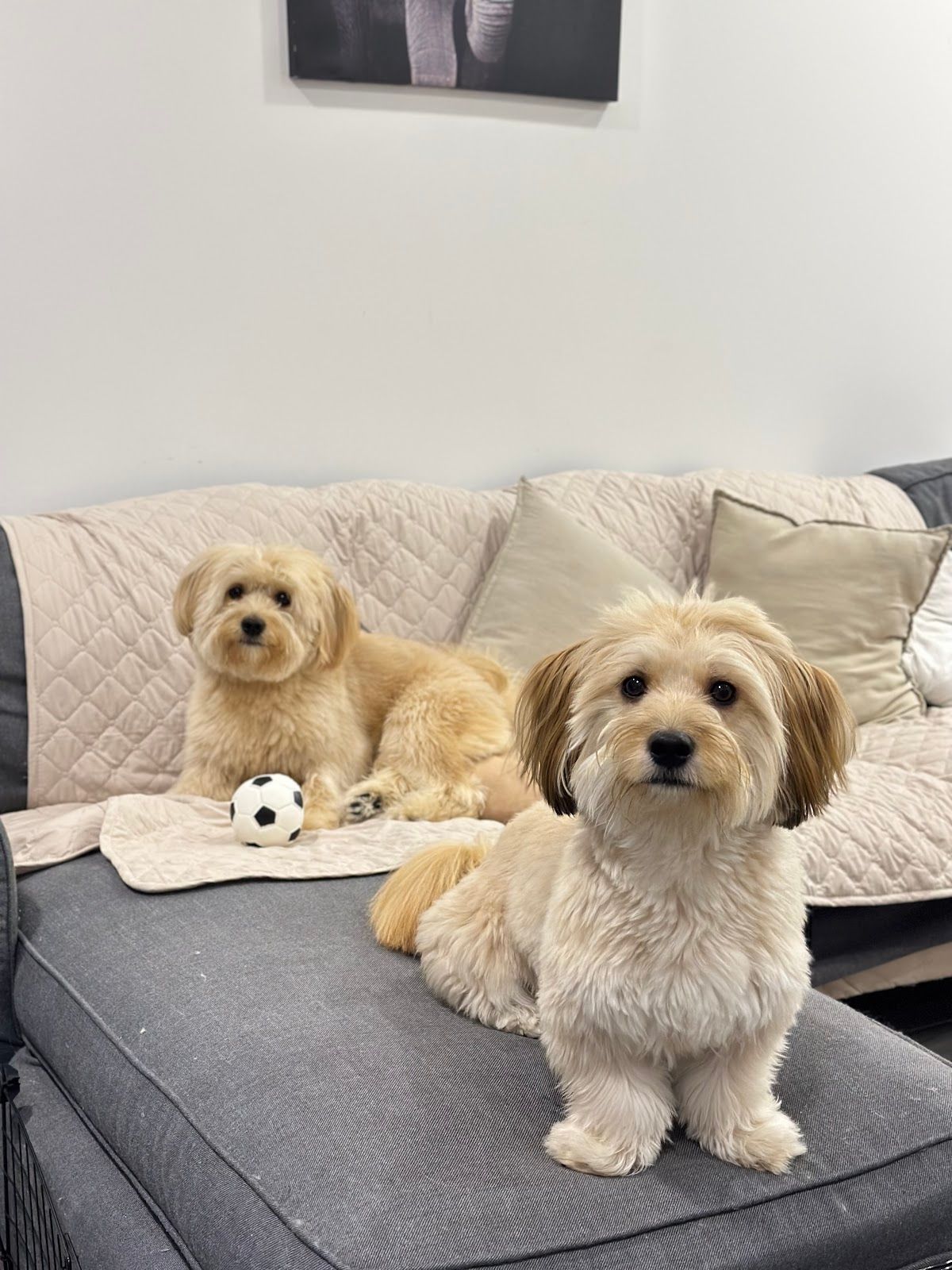 PawPots UAE 4