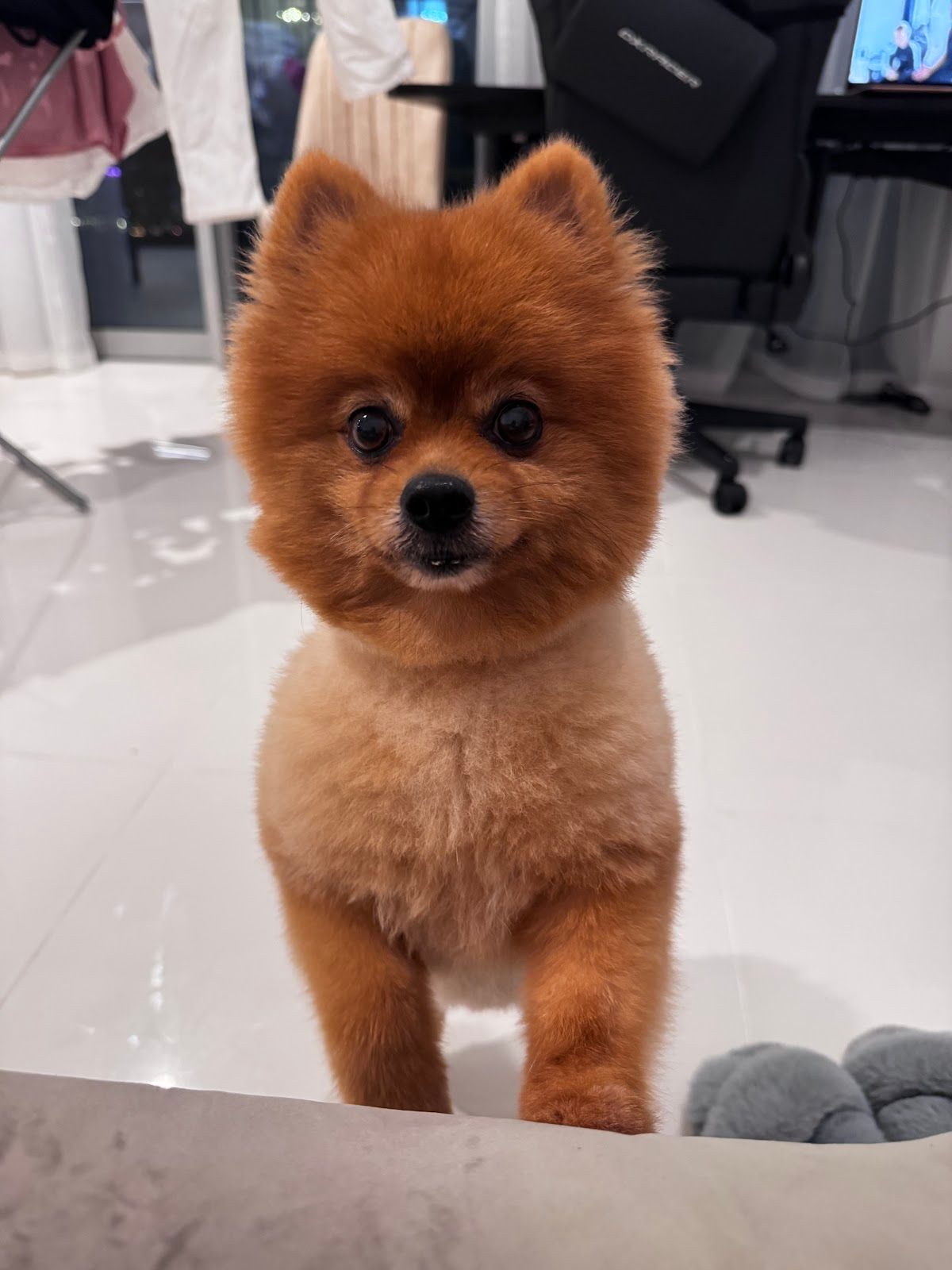 Petlove - Pet Grooming l Petshop l Daycare l Pet Boarding l Pet Taxi 2