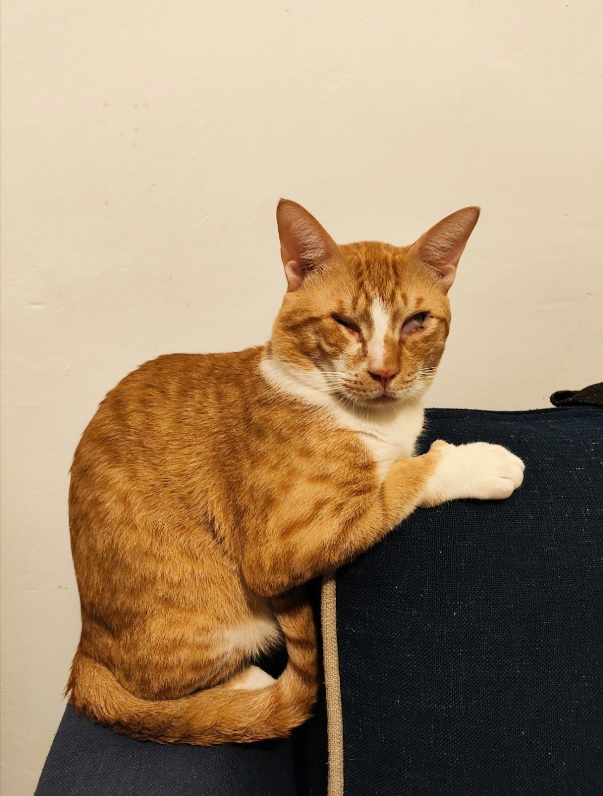 Capital Vet Clinic 3