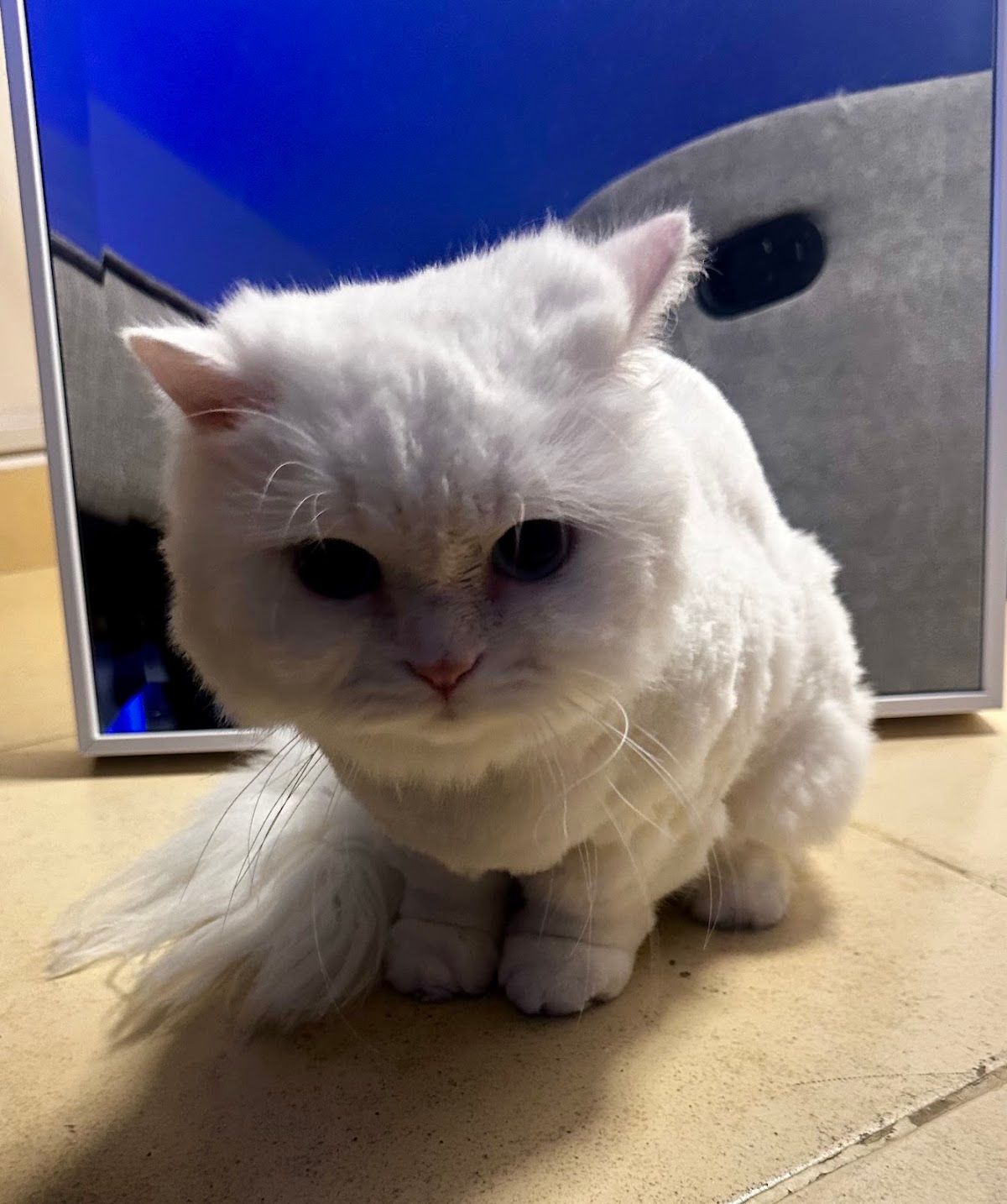 Capital Vet Clinic 4