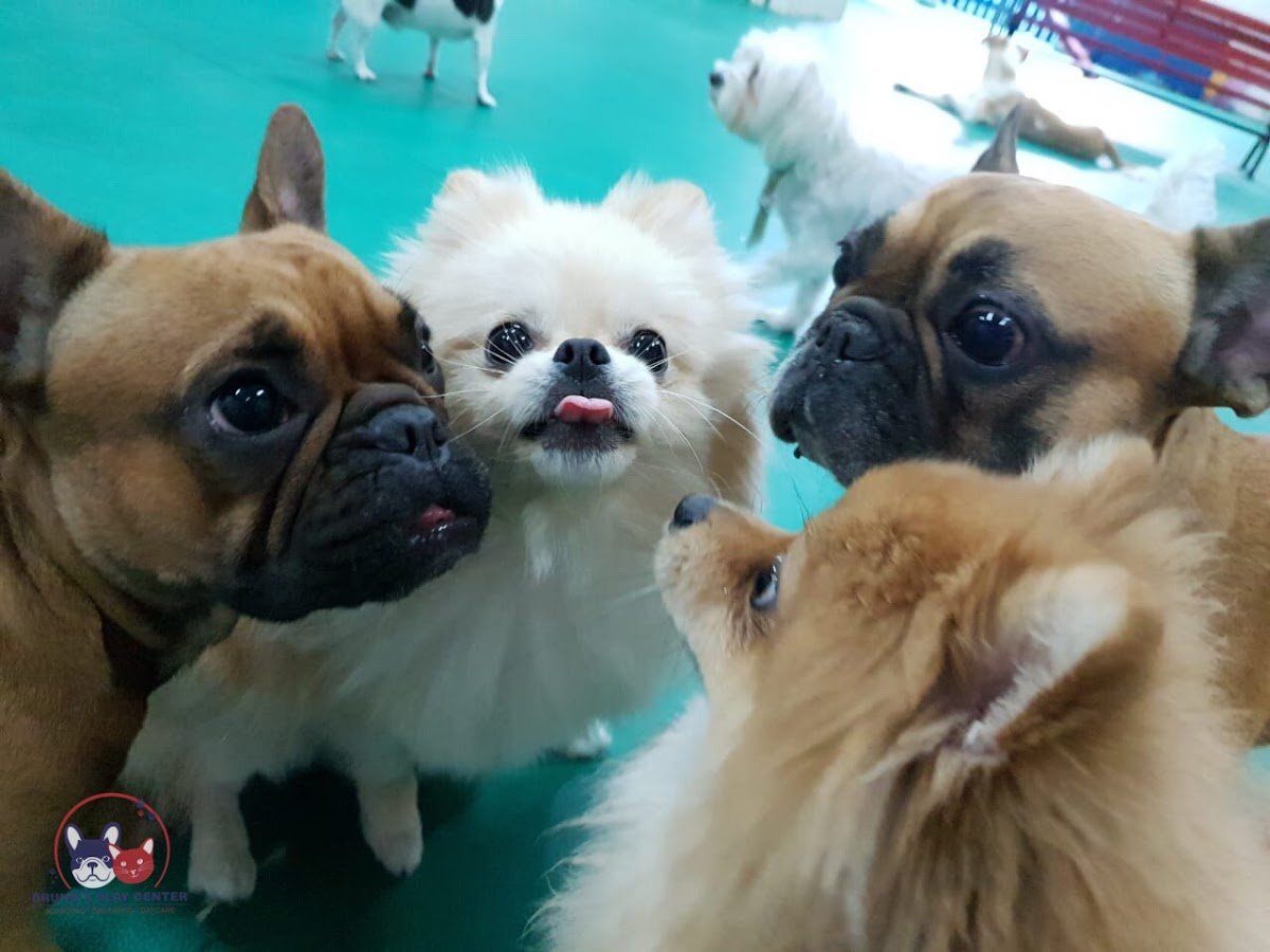 Bruno's Play Center - Pet Boarding, Daycare & Grooming in Dubai