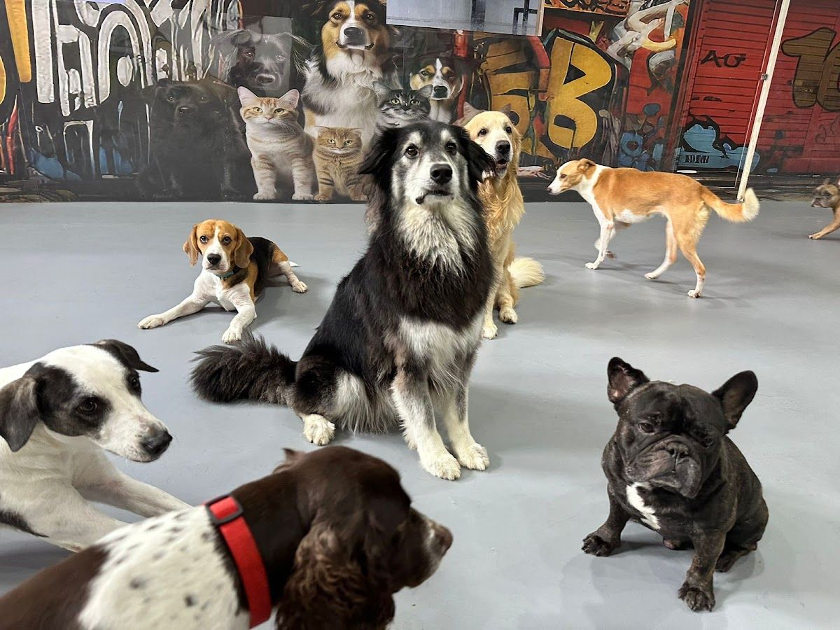Bruno's Play Center - Pet Boarding, Daycare & Grooming in Dubai 2