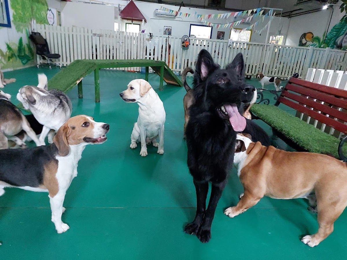 Bruno's Play Center - Pet Boarding, Daycare & Grooming in Dubai 3
