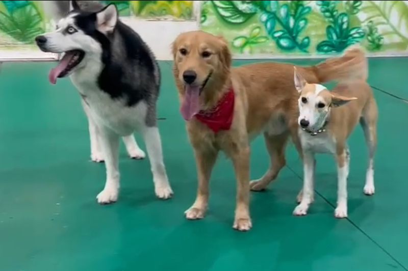 Bruno's Play Center - Pet Boarding, Daycare & Grooming in Dubai 4