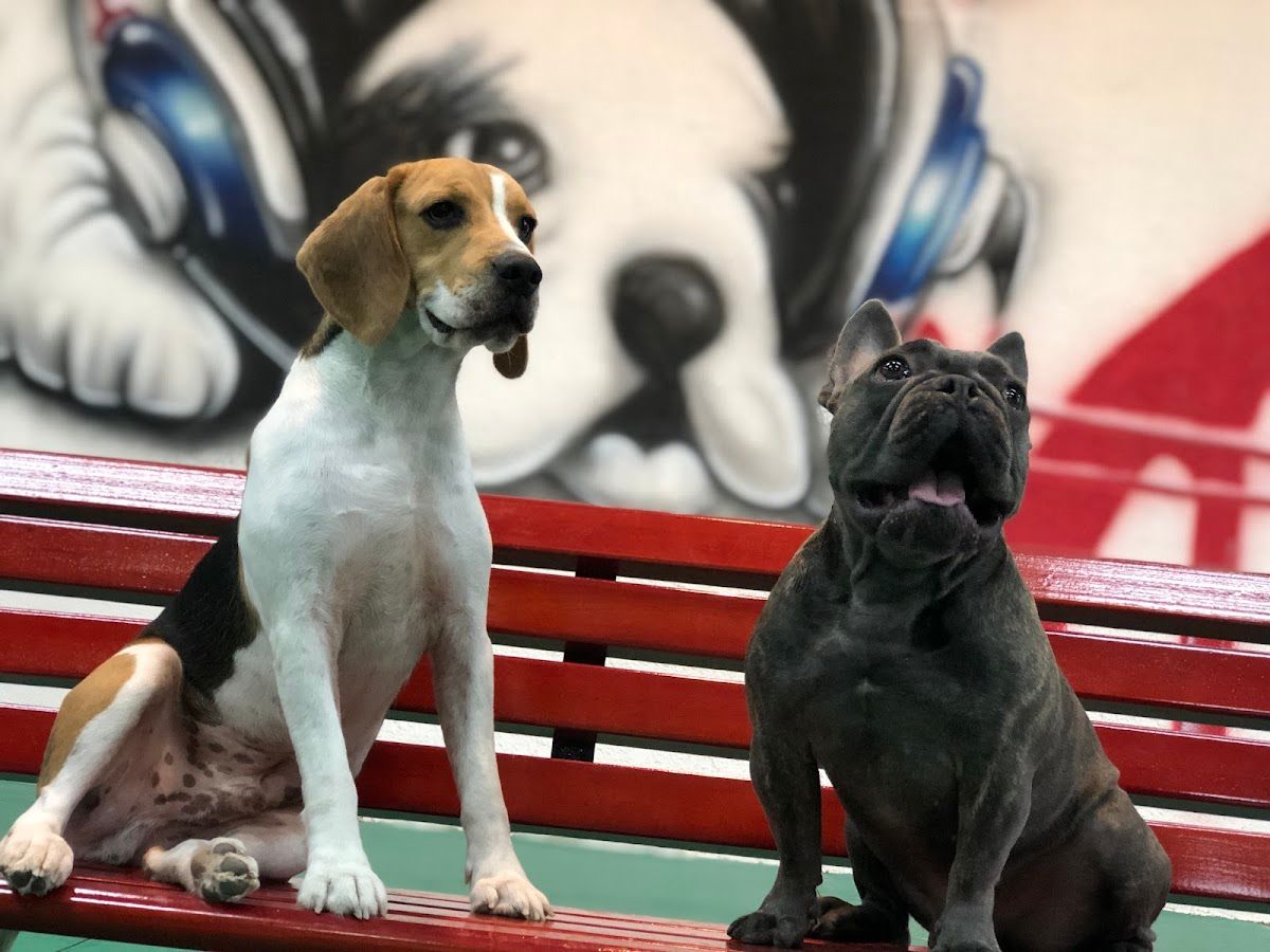 Bruno's Play Center - Pet Boarding, Daycare & Grooming in Dubai 5