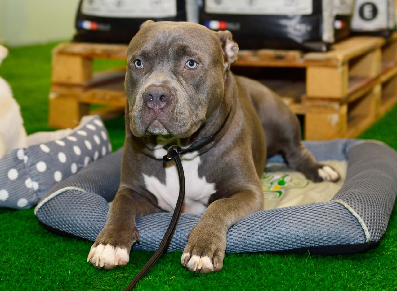 The Pet Co 2