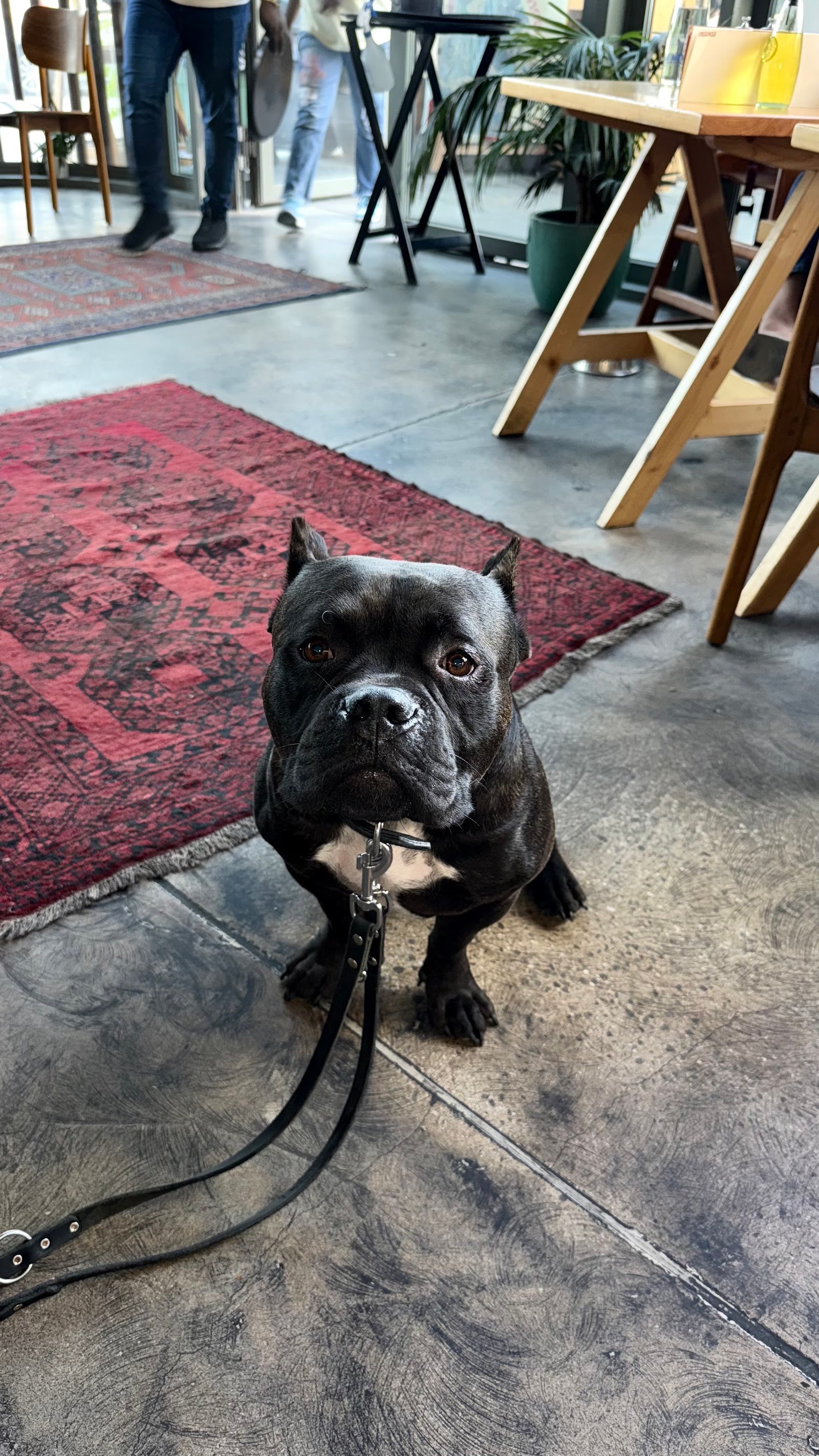 The Pet Co photo 4