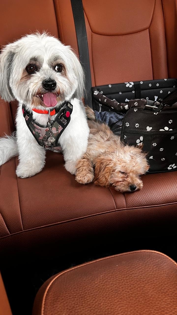 The Pet Co photo 5