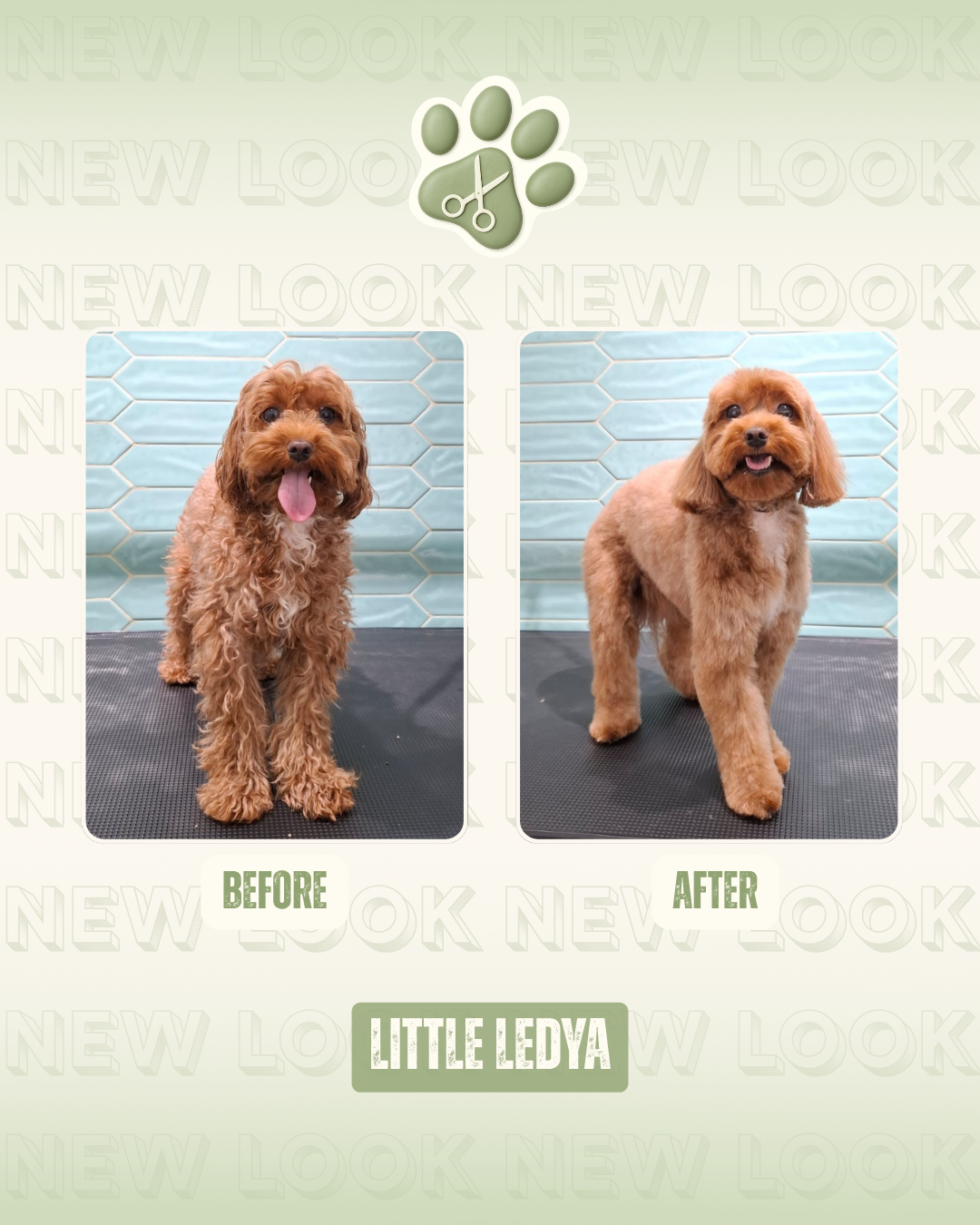 Luma Pets Saloon