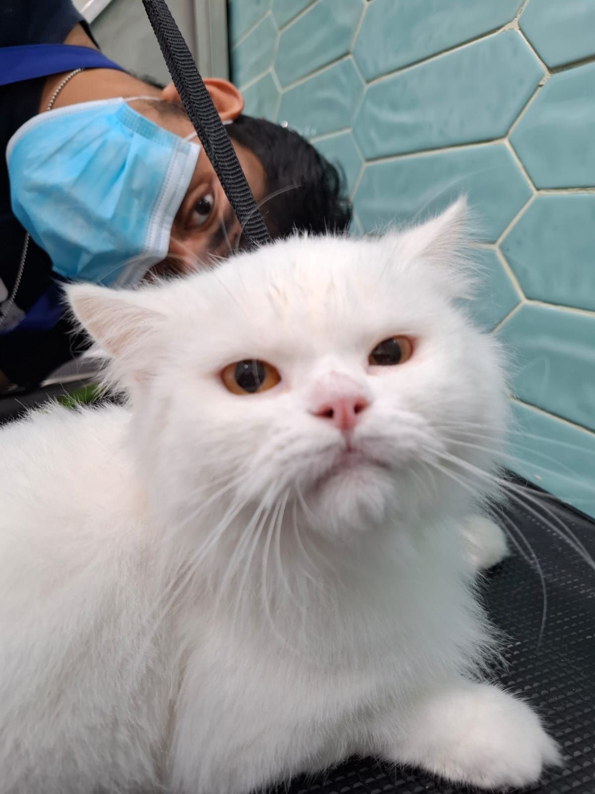 Luma Pets Saloon 4