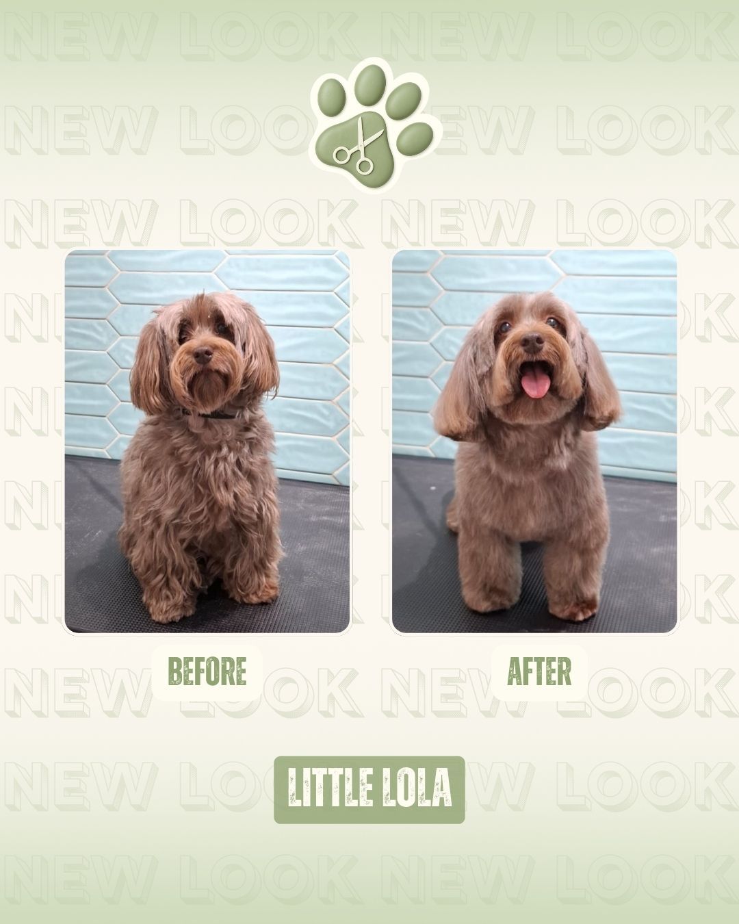 Luma Pets Saloon 5