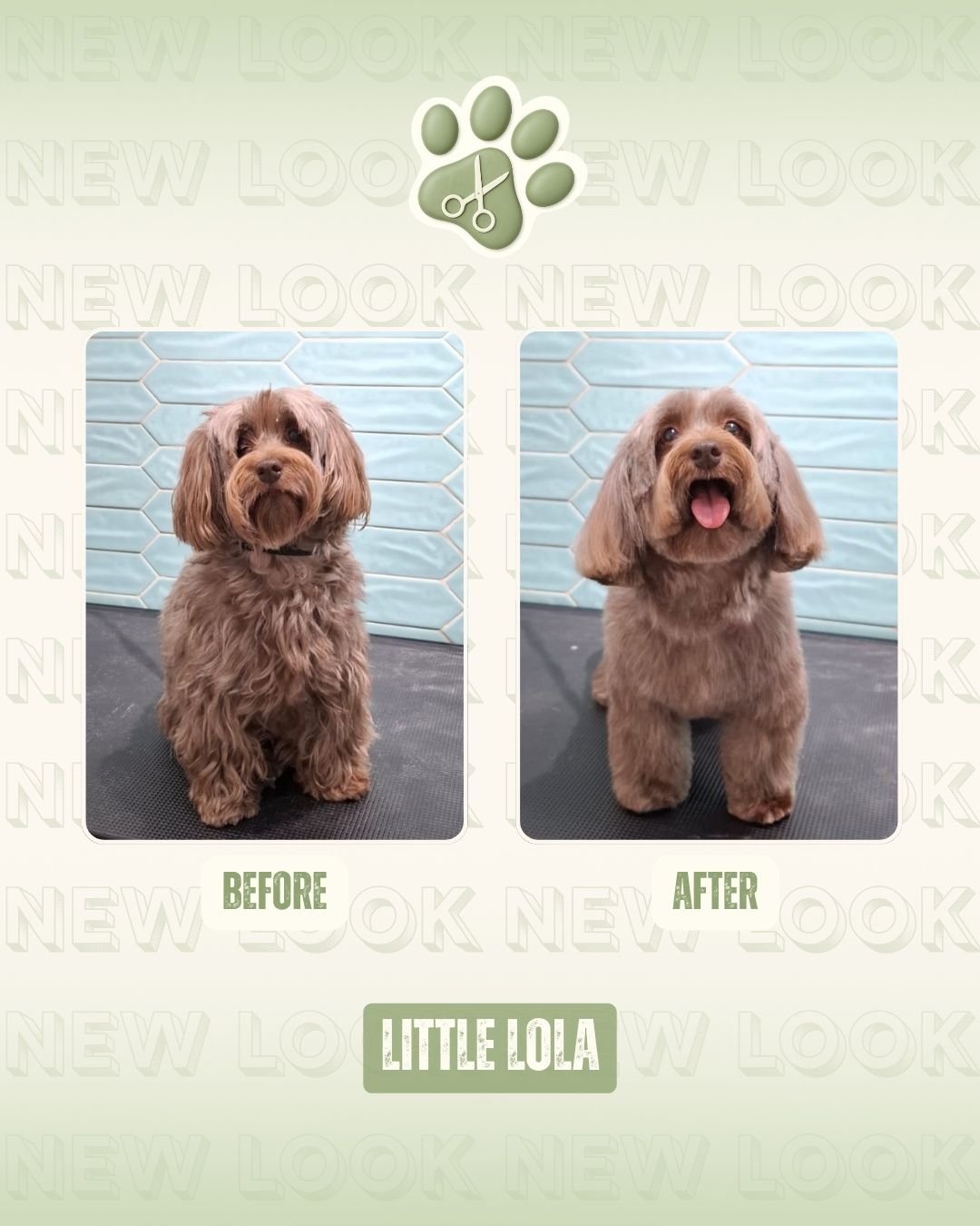 Luma Pets Saloon photo 5