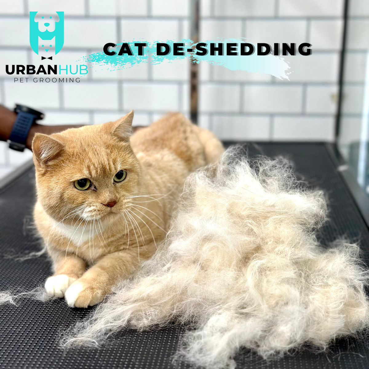Urban Hub Pet Grooming - Arjan 3
