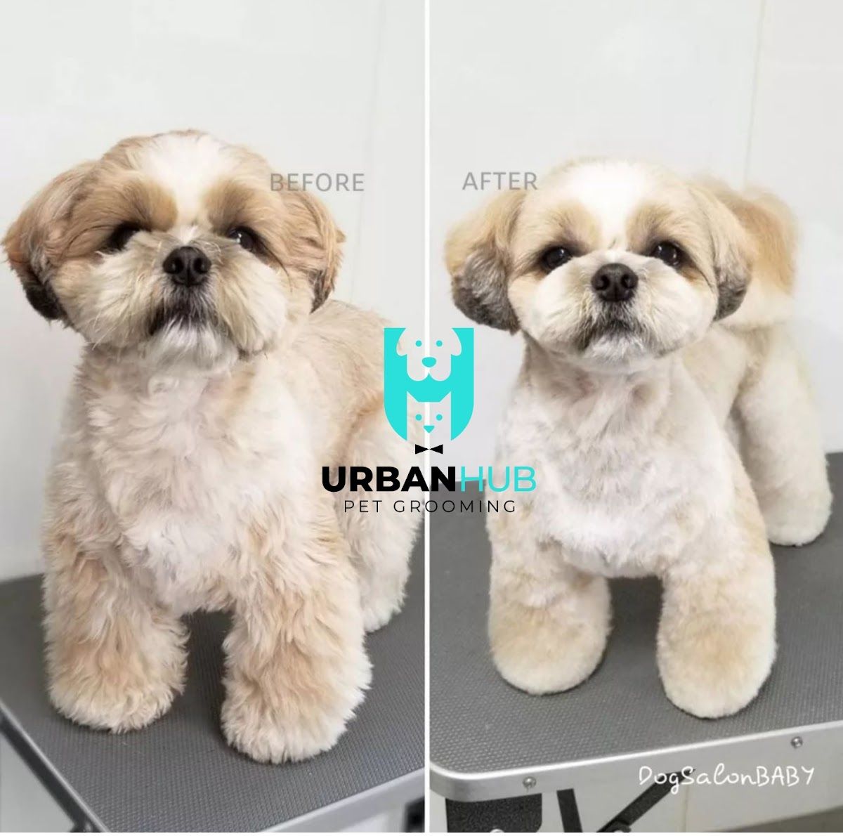Urban Hub Pet Grooming - Arjan 4