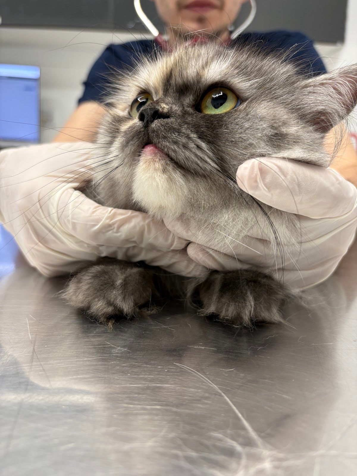 Pawsitive Veterinary Clinic - Dubai Silicon Oasis 4