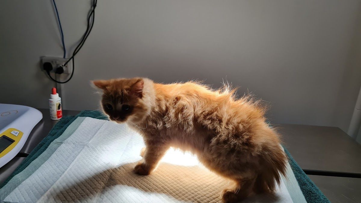 Pawsitive Veterinary Clinic - Dubai Silicon Oasis 5