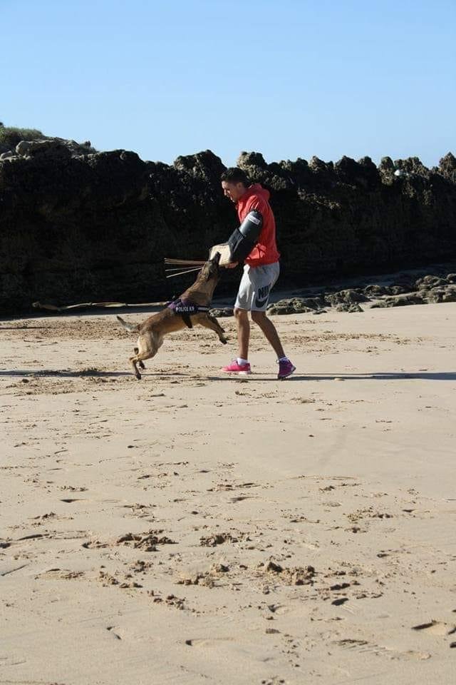 Dog Training Dubai photo 4