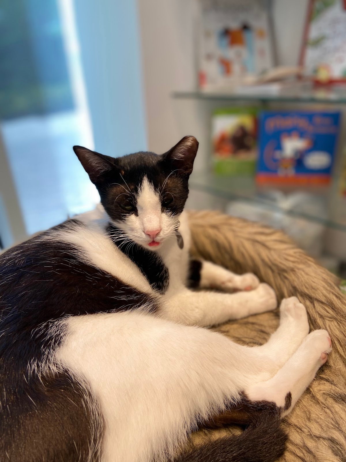 Animalia Veterinary Clinic - Welfare & More