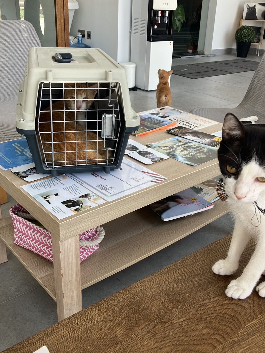 Animalia Veterinary Clinic - Welfare & More 2