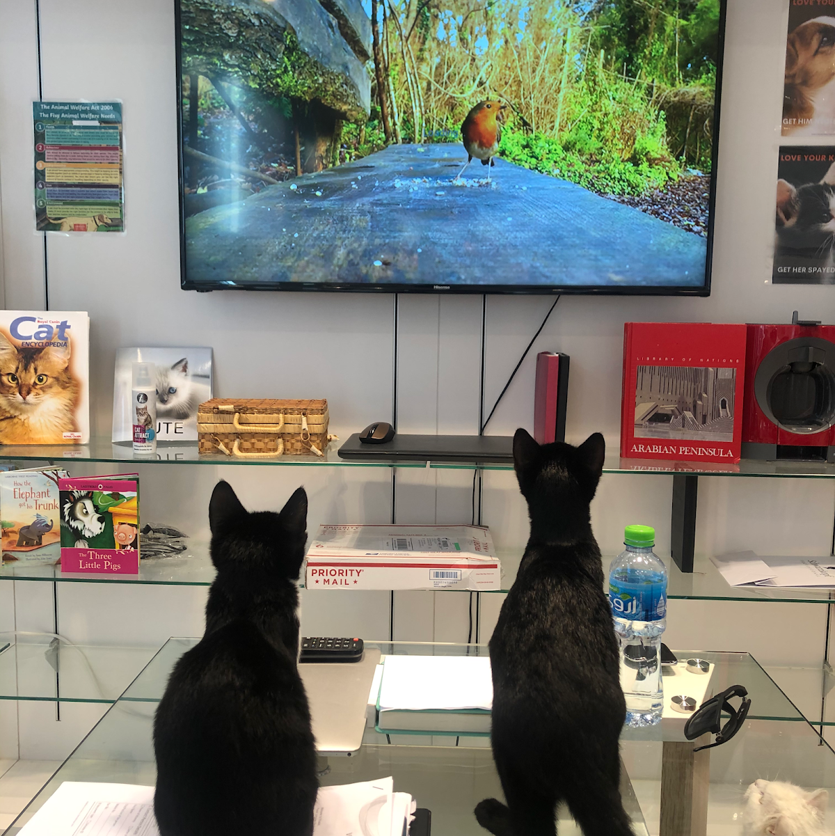 Animalia Veterinary Clinic - Welfare & More 3