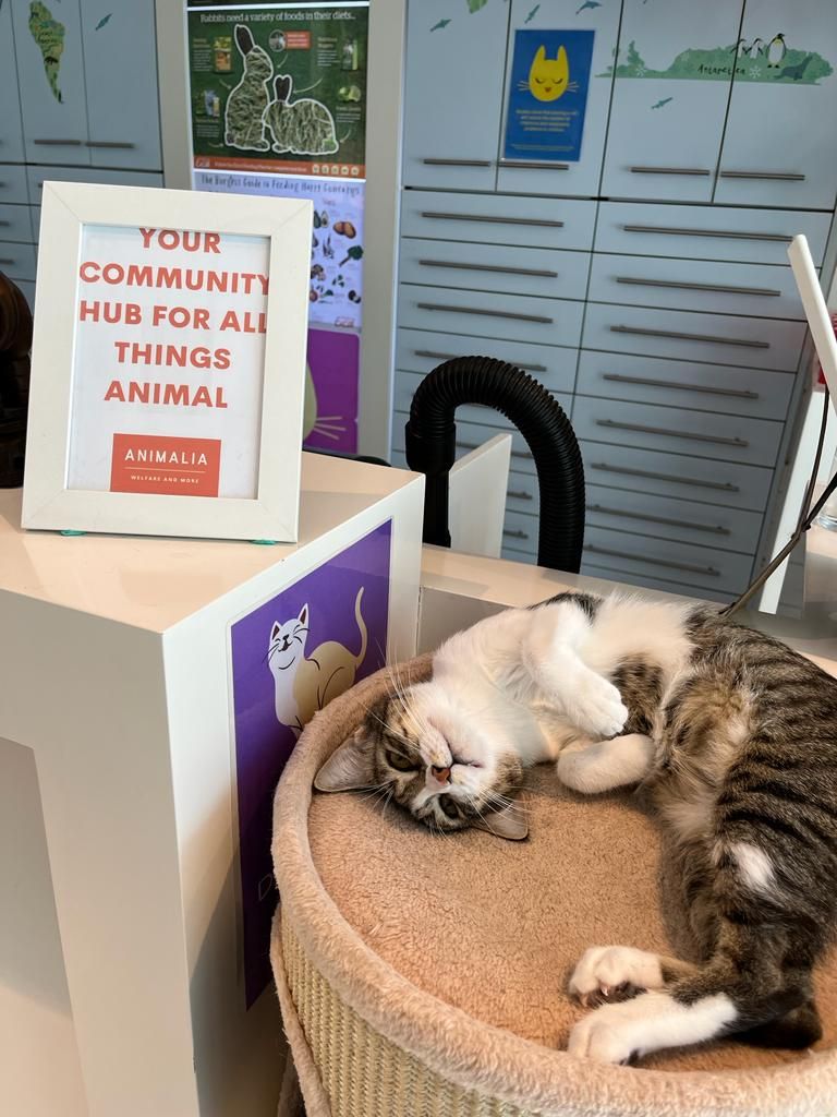 Animalia Veterinary Clinic - Welfare & More 4