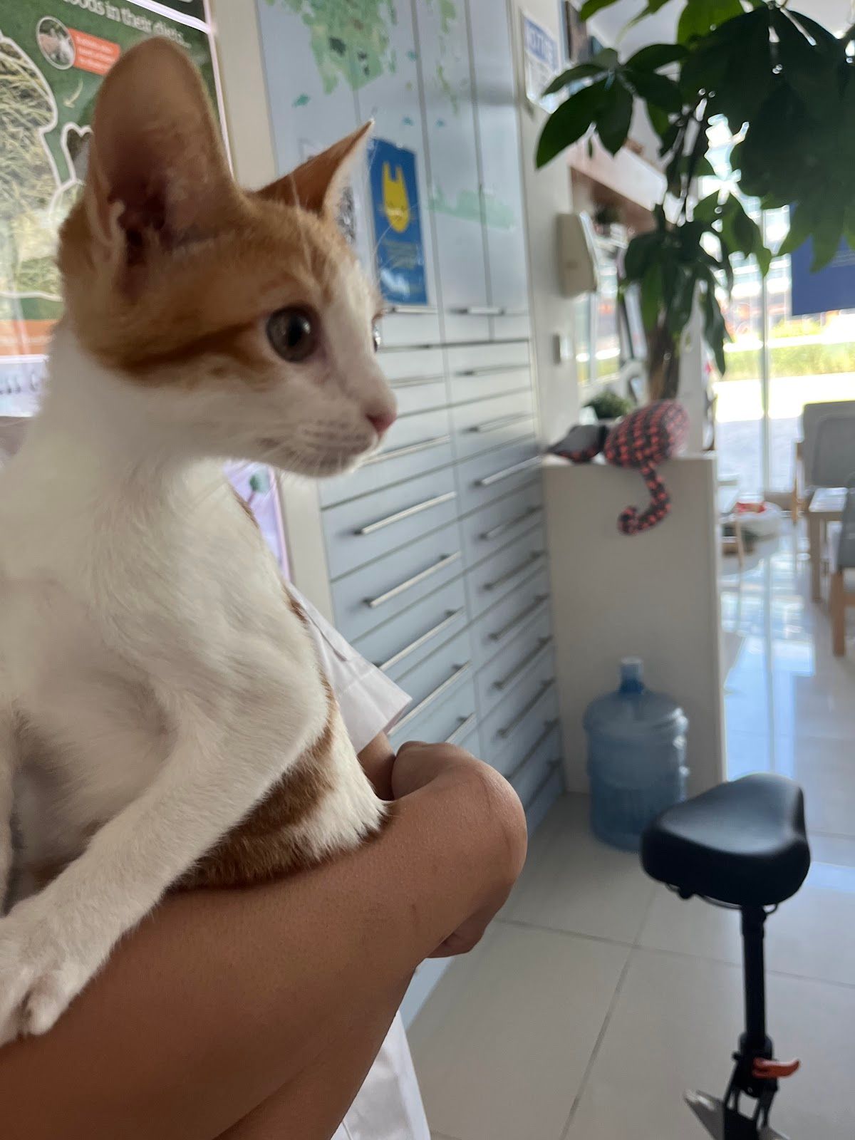 Animalia Veterinary Clinic - Welfare & More 5