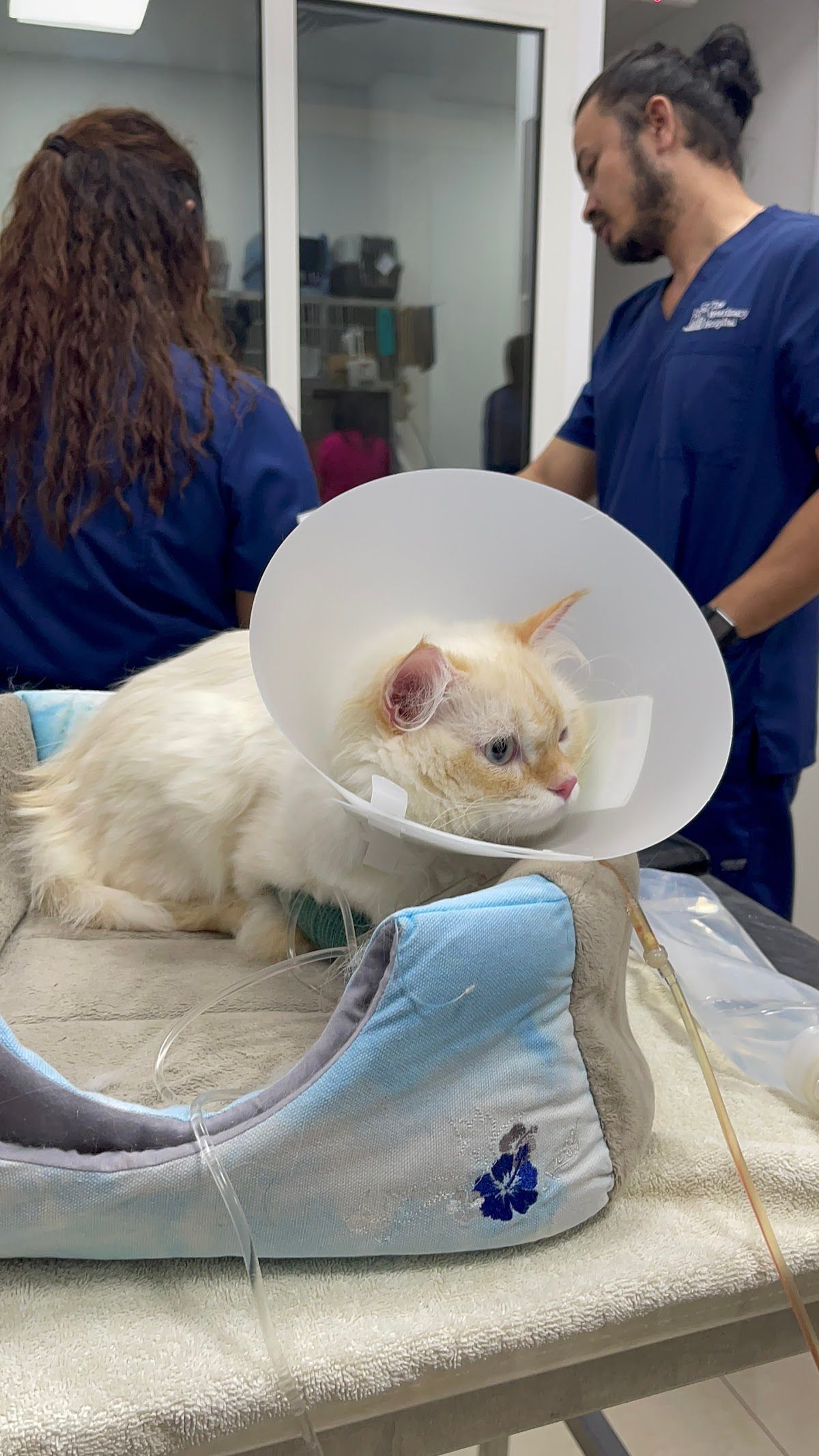 THE VETERINARY HOSPITAL 2