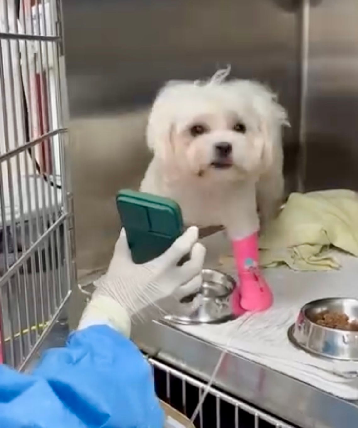 THE VETERINARY HOSPITAL 5