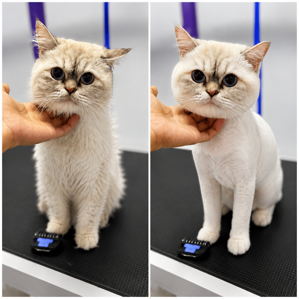 Paws Up Pet Grooming & Pet Shop – JVC Dubai