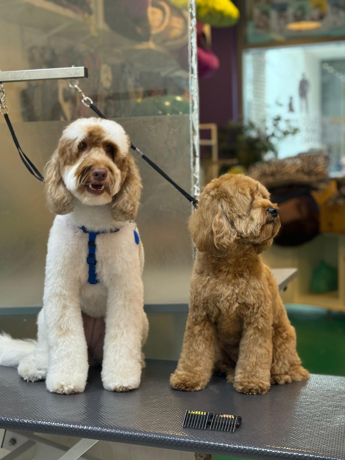 Paws Up Pet Grooming & Pet Shop – JVC Dubai 2