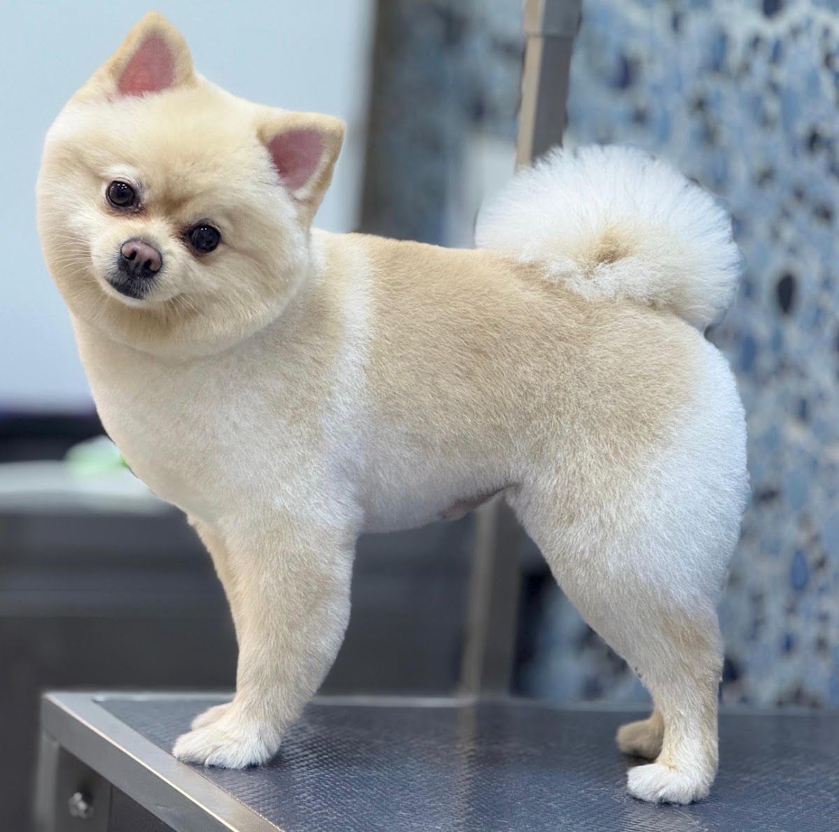 Paws Up Pet Grooming & Pet Shop – JVC Dubai 3