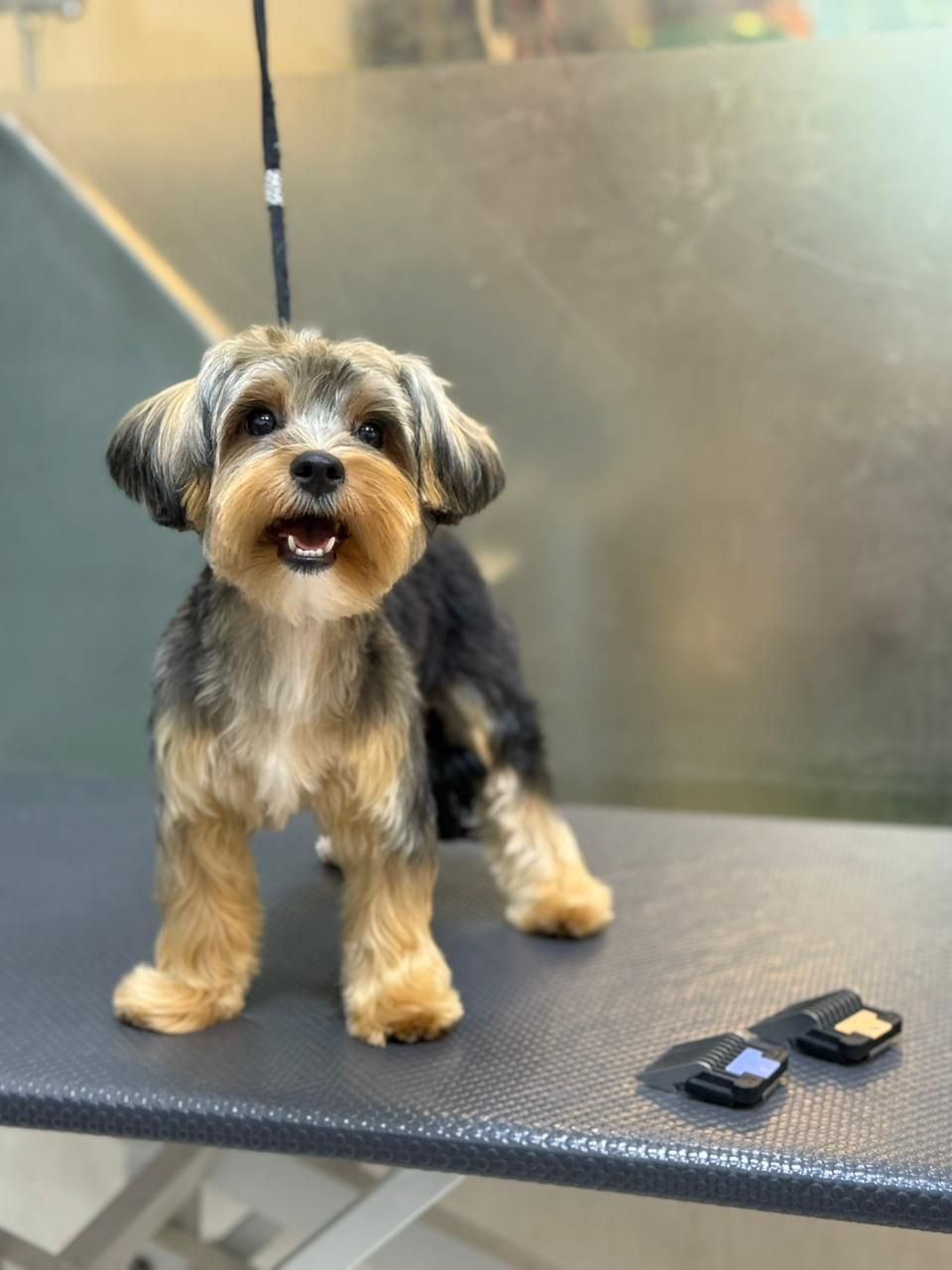 Paws Up Pet Grooming & Pet Shop – JVC Dubai 4