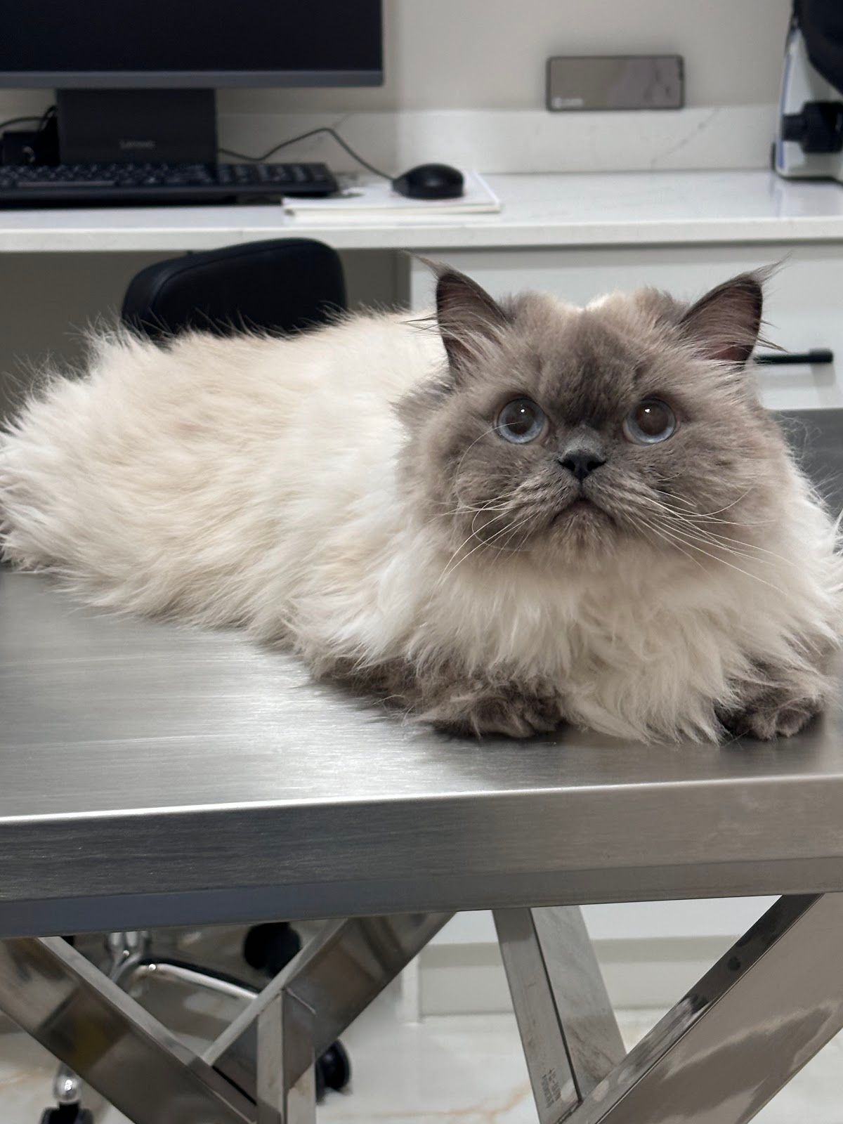 Vet Zone Veterinary Clinic 5
