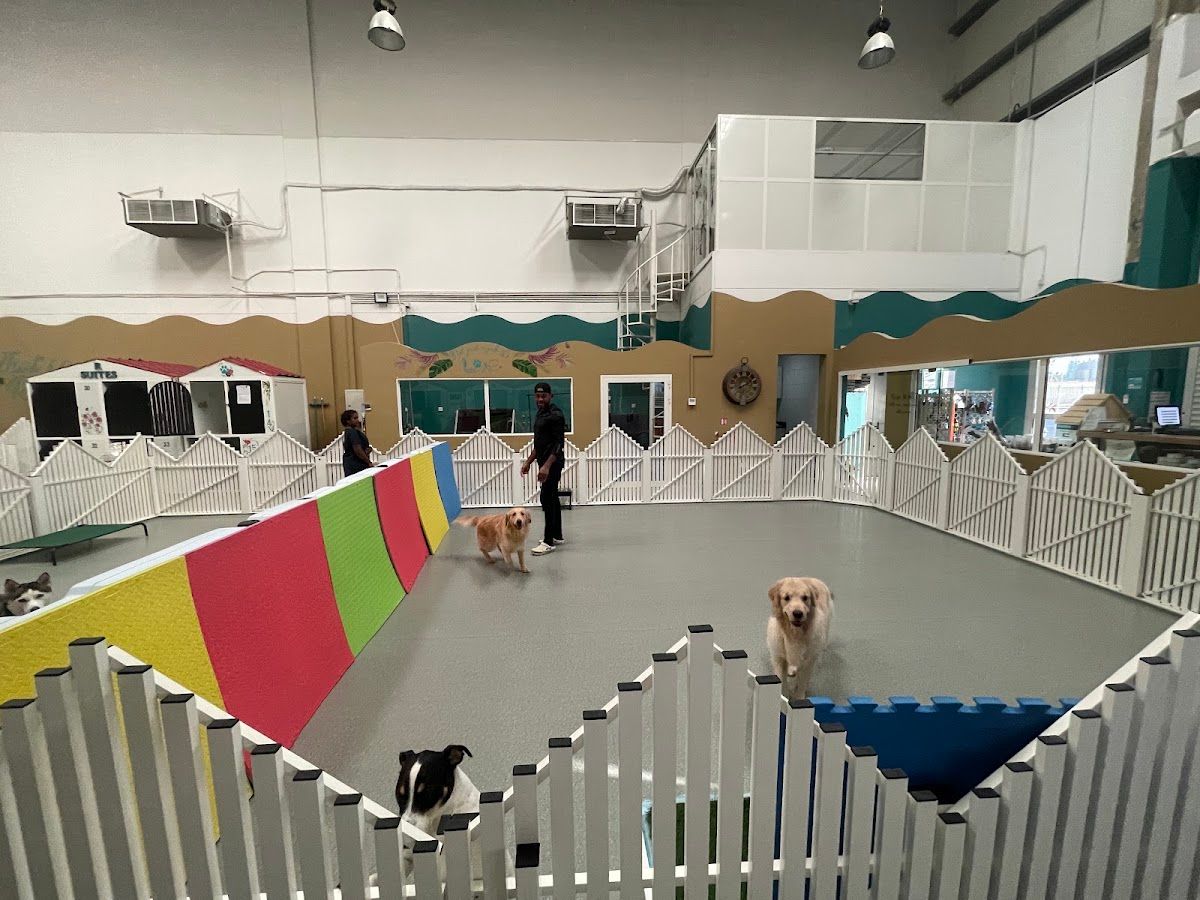 Pet Maison Kennel & Cattery (Pet Hotel) 2