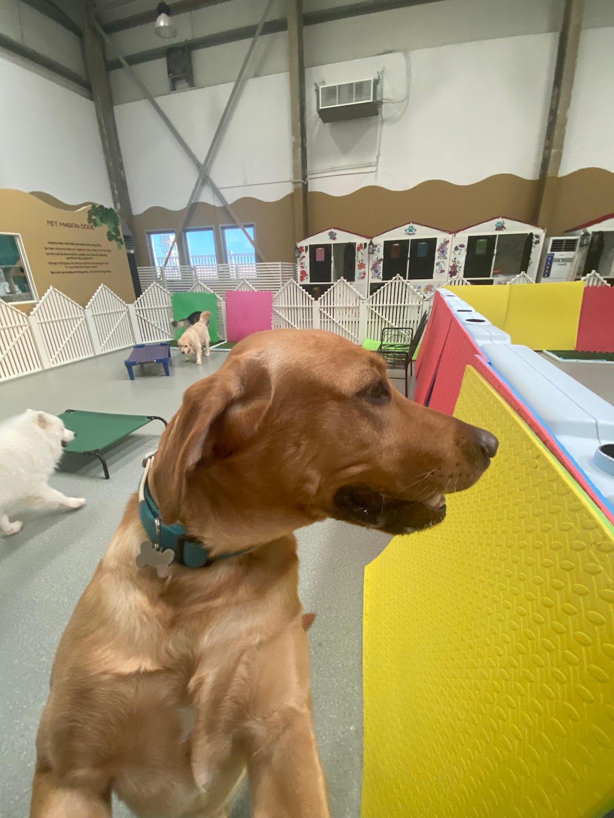 Pet Maison Kennel & Cattery (Pet Hotel) 4