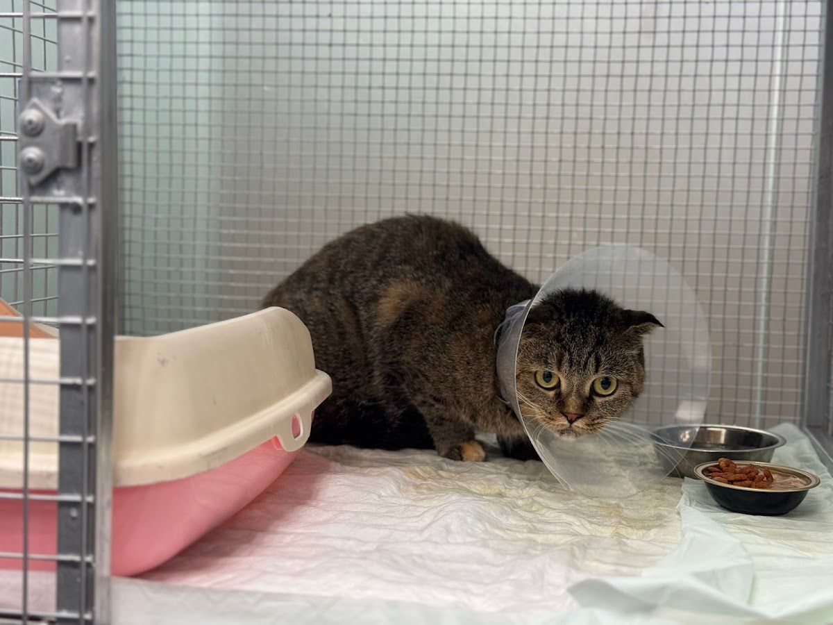 PETPALS VETERINARY CLINIC 3