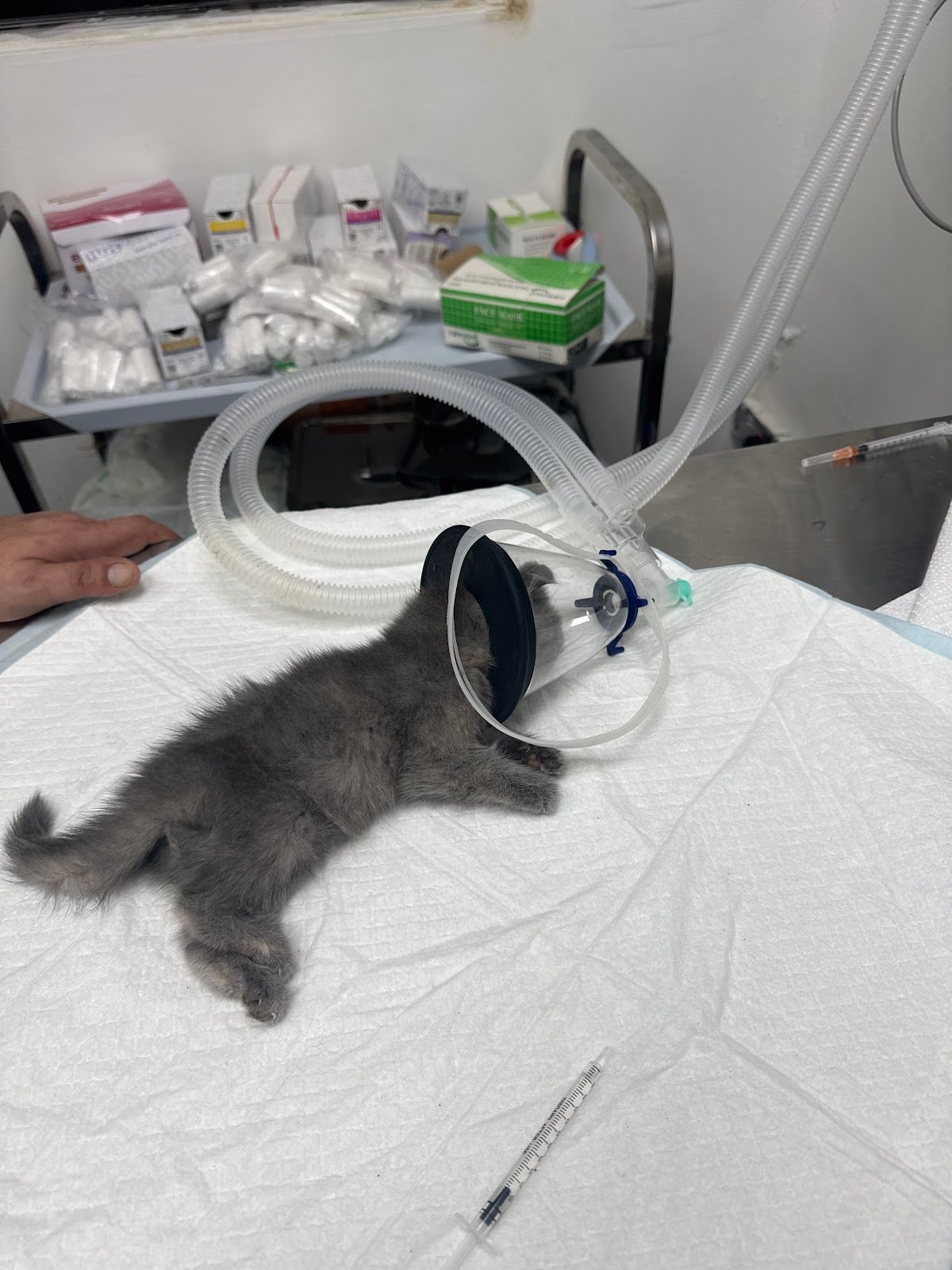 PETPALS VETERINARY CLINIC 4