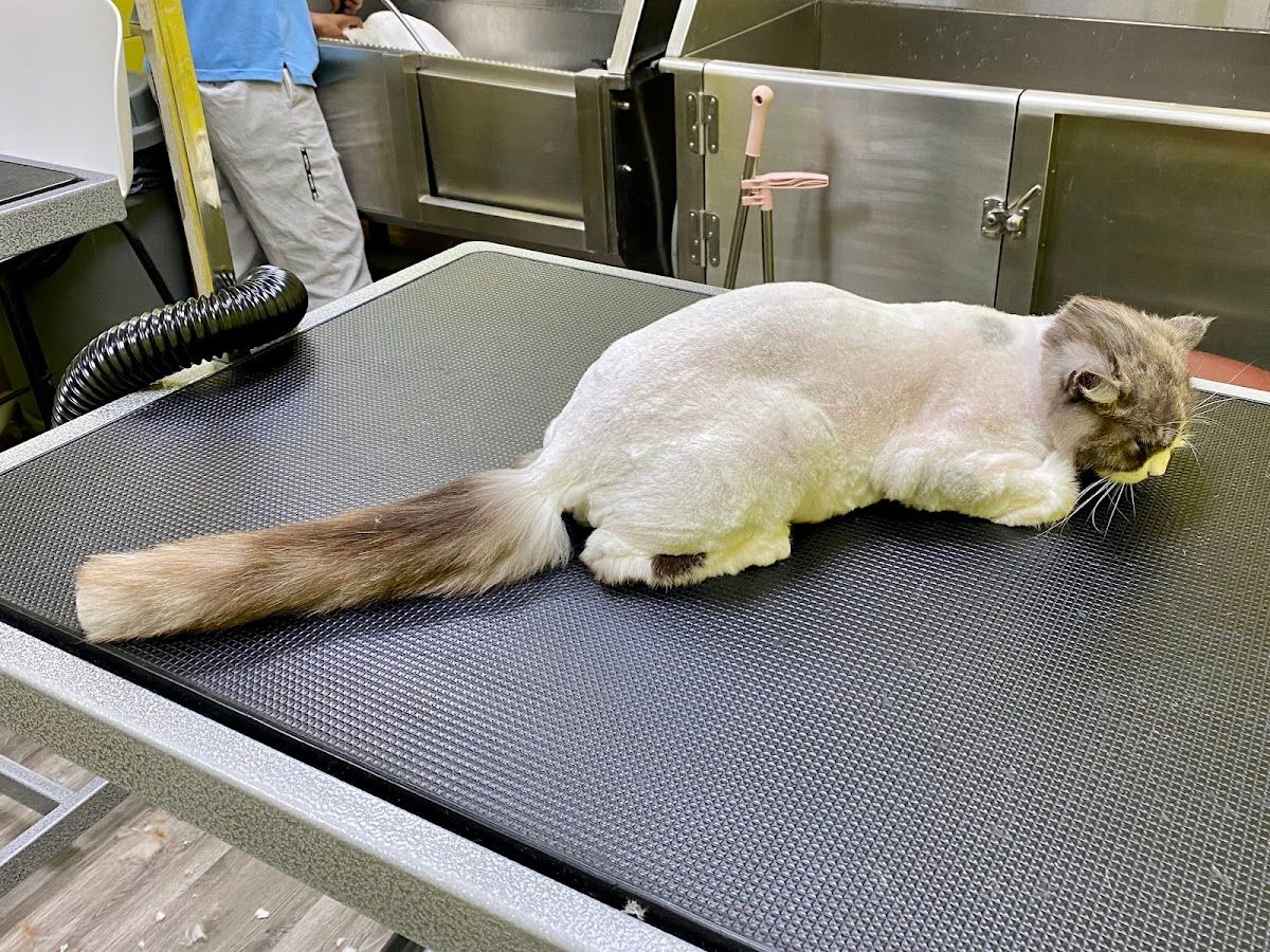Loyal Furry Pets Grooming 3
