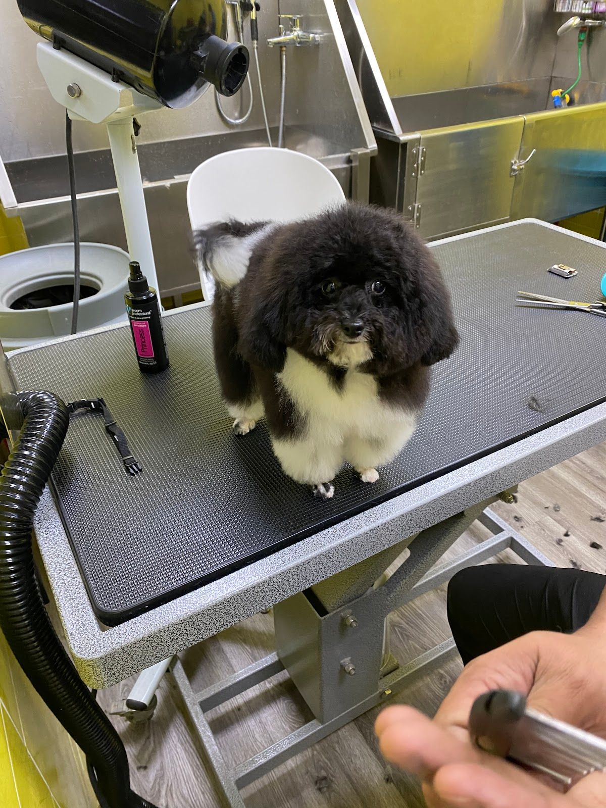 Loyal Furry Pets Grooming 5