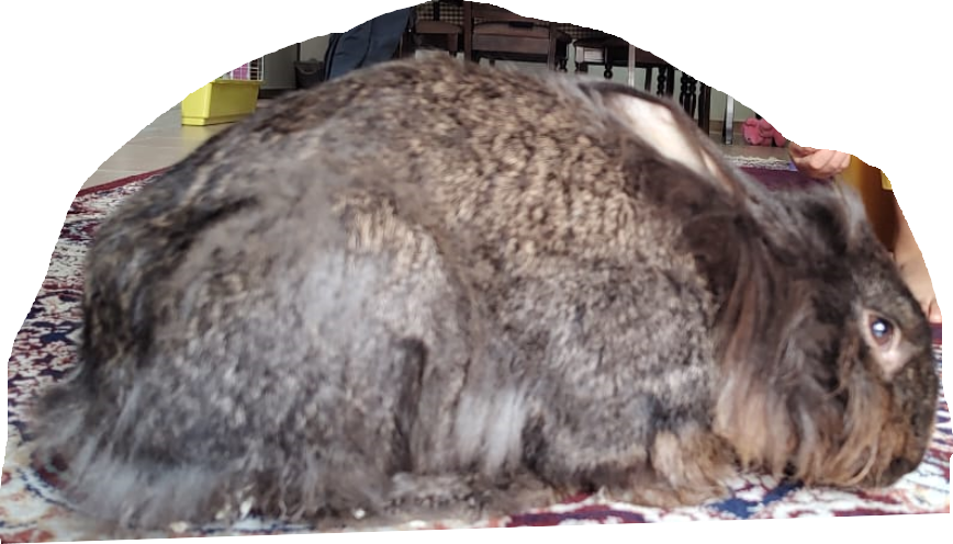 The Pearl Veterinary Clinic 5
