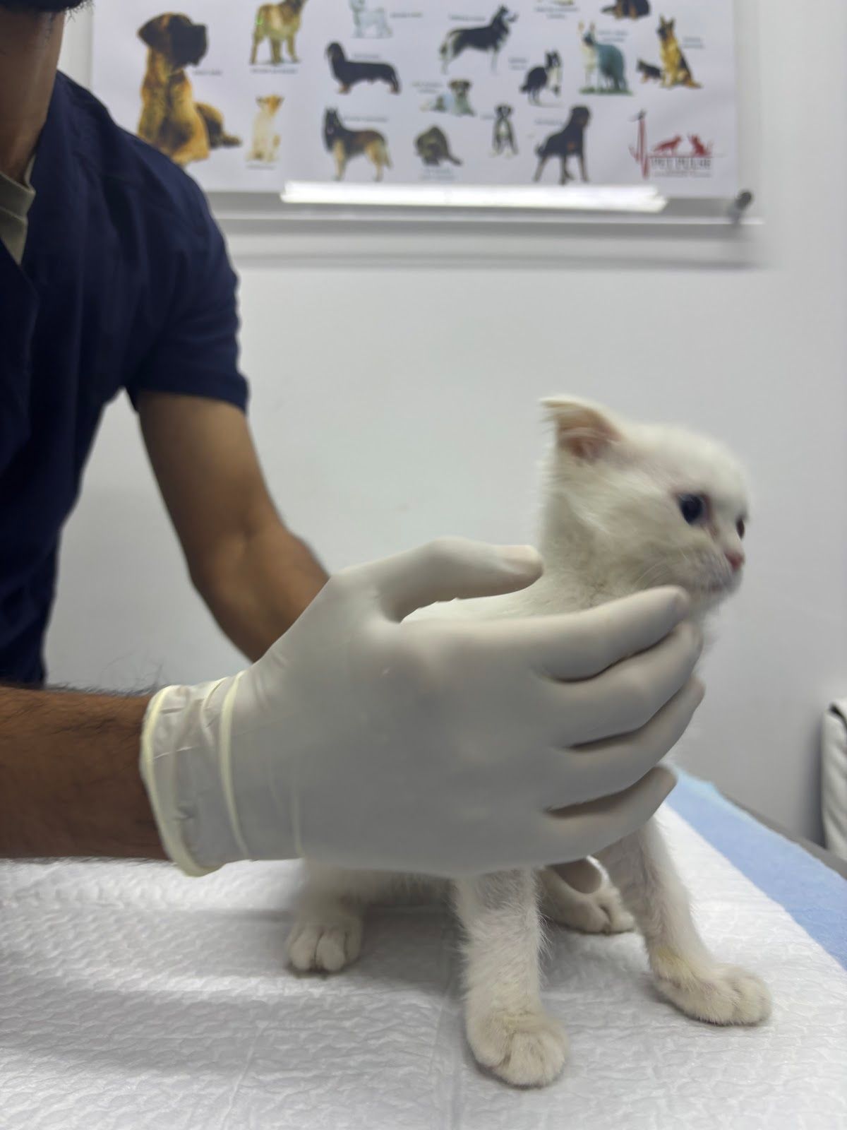 Professional Veterinary Clinic 2