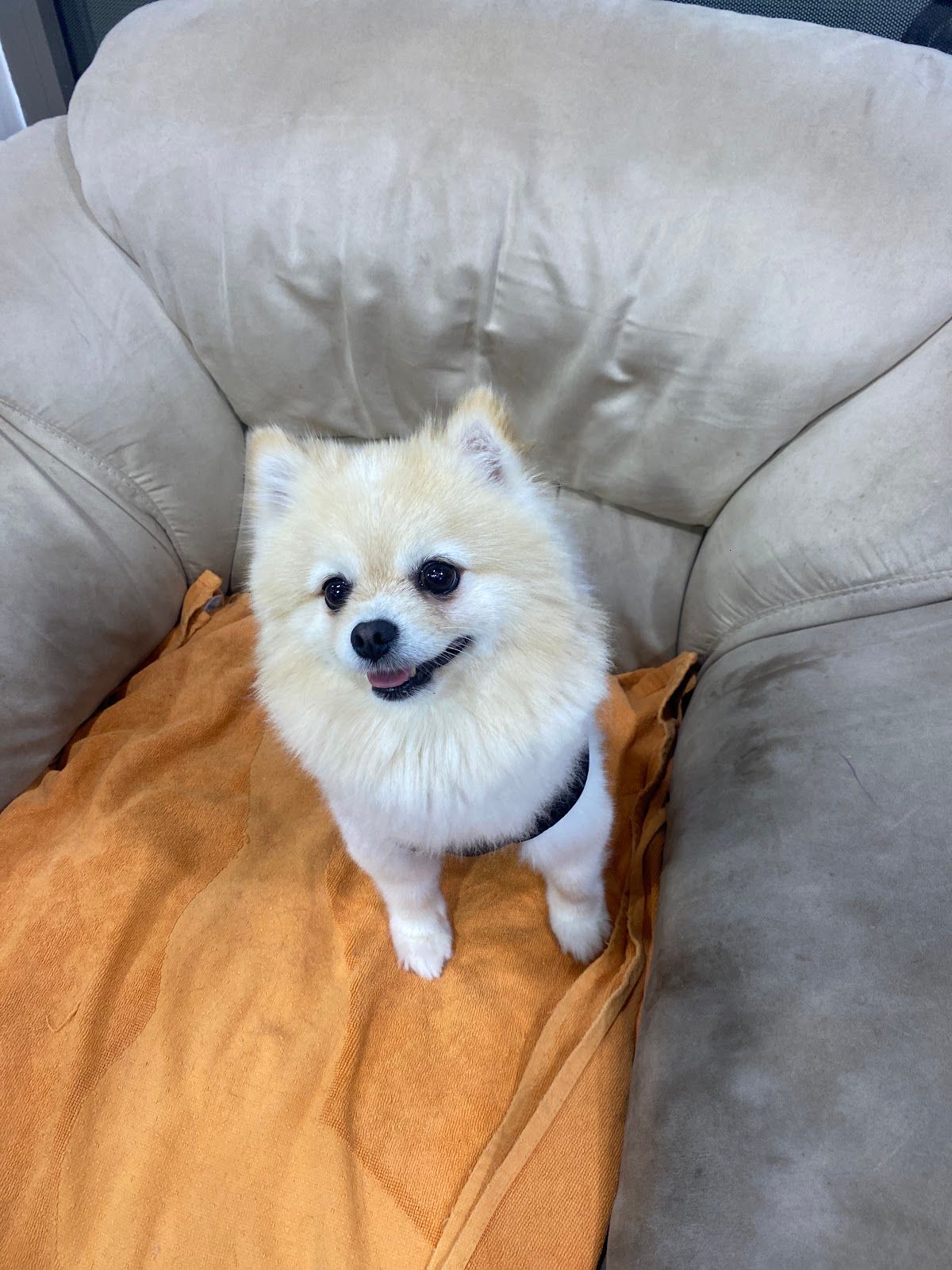 Pet Shampoo store and Grooming Salon 4