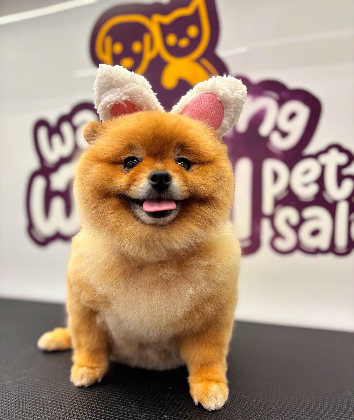 Wagging Wheel Pet Salon