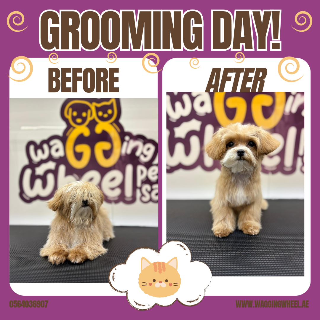 Wagging Wheel Pet Salon photo 2