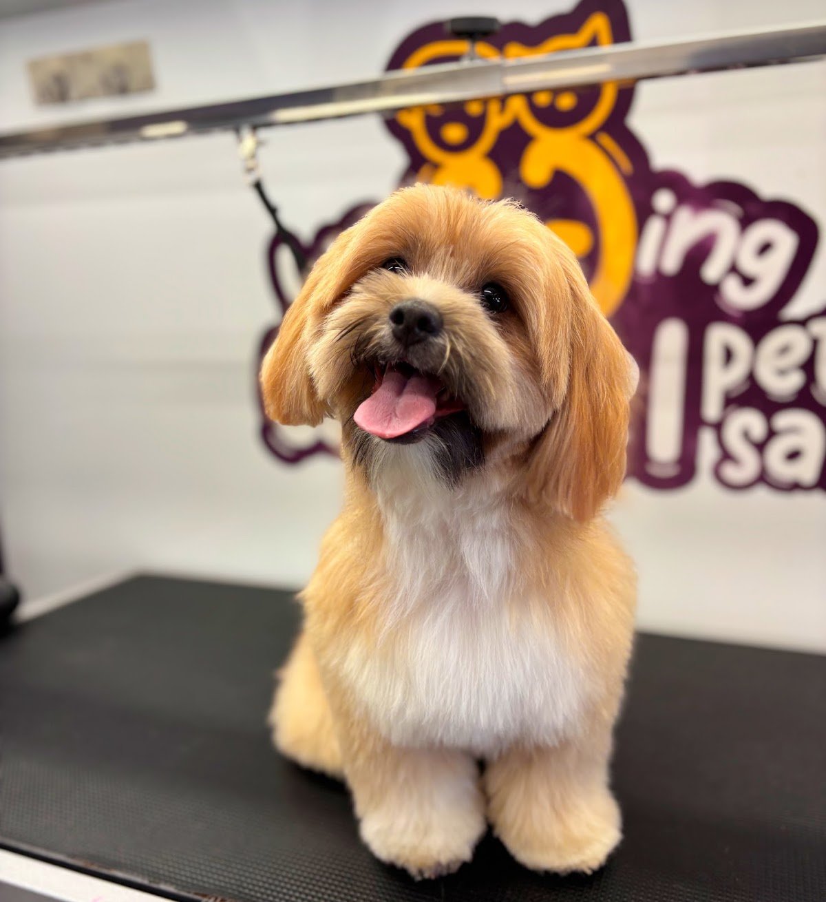 Wagging Wheel Pet Salon photo 3